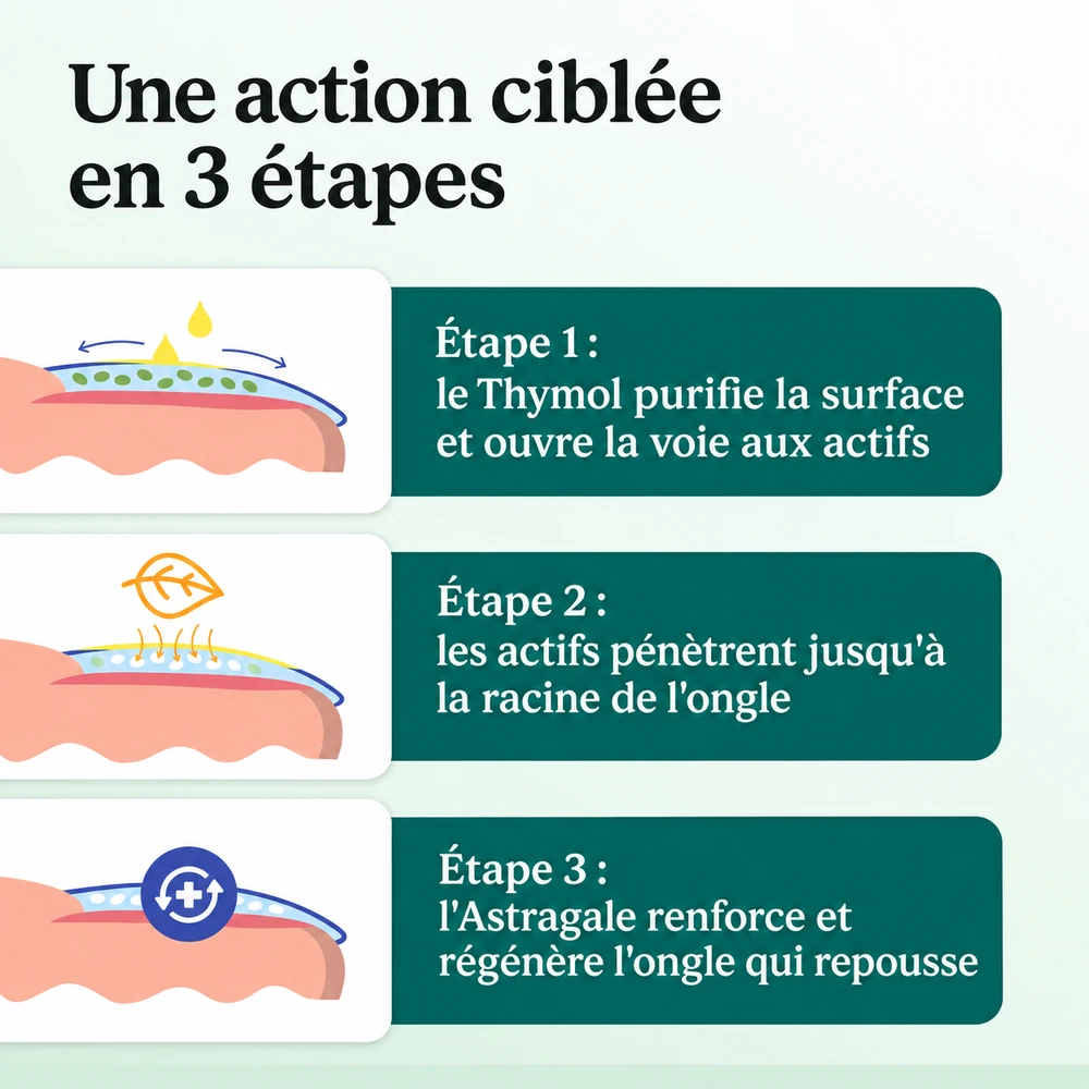 L'action ciblee de Fungexin en trois etapes
